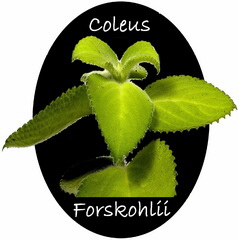 Coleus Forskohlii