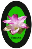 Curcuma Longa Flower