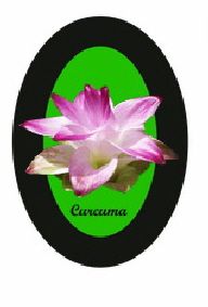 Curcuma Longa